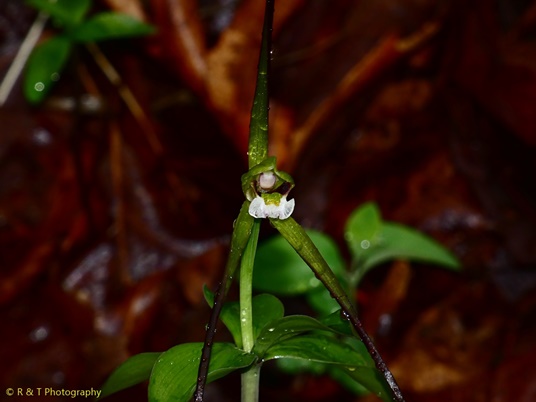 {Isotria verticillata}